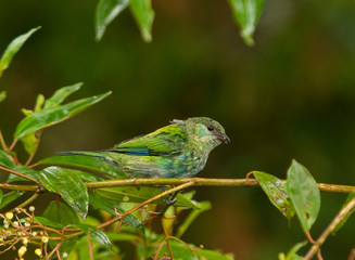 forests of Parque Arvi (Arví) in Medellin, Colombia