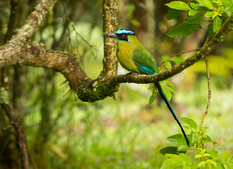 Andean Motmot (Momotus aequatorialis)