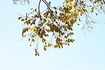 초겨울 나무가지잎