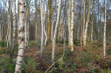 Fototapeta premium Beautiful birch trees on a Frosty November day at Bishop's Wood, Magus Muir, St Andrews, Fife, Scotland