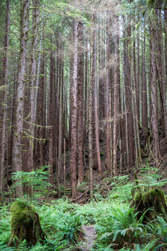 forest of redwood trees