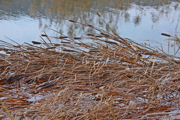 Obraz premium 겨울 부들