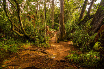 forests of Parque Arvi (Arví) in Medellin, Colombia