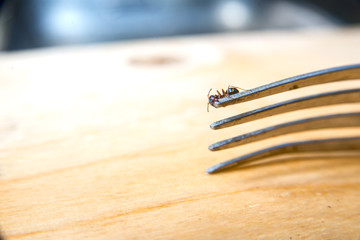 little ant on a fork