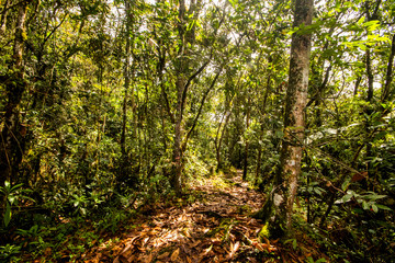 Fototapeta na wymiar forests of Parque Arvi (Arví) in Medellin, Colombia