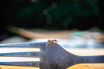 little ant on a fork