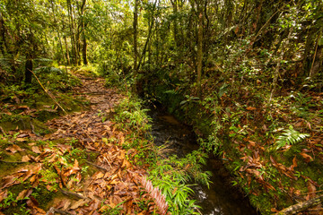 forests of Parque Arvi (Arví) in Medellin, Colombia