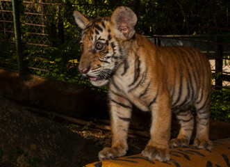 a cub of  bengal tiger (Panthera tigris tigris) born in captivity