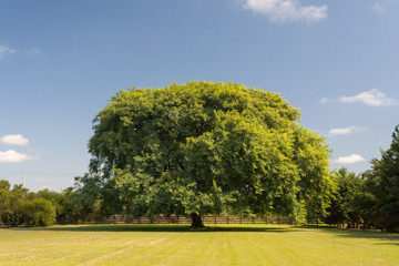 Beautiful front view of a huge Tipa tree (tipuana tipu) surrounded by recently cut green grass in a sunny day. Very peaceful environment in the countryside. Rural scene. Colon, Entre Rios, Argentina