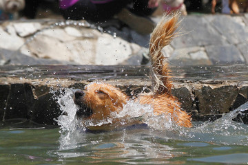 dogs swim in a pool because of the heat