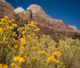 Obraz premium Zion National Park, Autumn Colors, Hiking in Zion, Camping in Zion