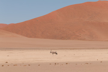 Fototapeta na wymiar Oryx antelope walking through the desert, Namib desert, Namibia, Africa