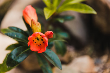 Obraz na płótnie Canvas close-up of orange vireya rhododendron flower buds about to bloom