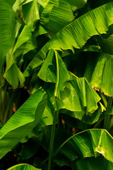 Banana Leaves Portrait