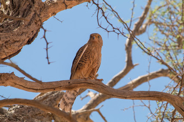 Greater Kestrel in an acacia tree, Namib Desert, Namibia, Africa