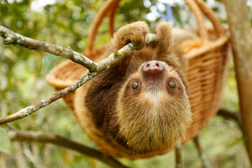 sloths (sloth) of an animal rescue center feed on a tree © GuillermoOssa