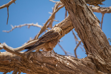 Greater Kestrel in an acacia tree, Namib Desert, Namibia, Africa