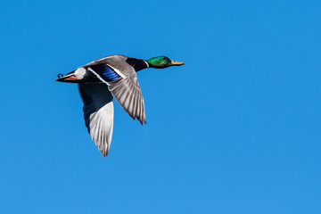 Obraz premium Mallard Duck Flying in a Blue Sky