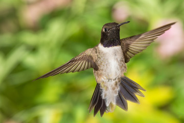Black-Chinned Hummingbird Searching for Nectar in the Green Garden