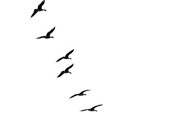 Flock of Flying Geese Silhouetted on a White Background