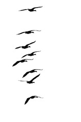 Flock of Flying Geese Silhouetted on a White Background