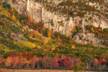 Fall colors on the side of a cliff in Acadai