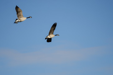 Pair of Canada Geese Flying in a Blue Sky