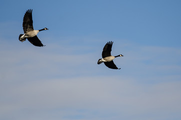 Pair of Canada Geese Flying in a Blue Sky
