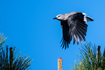 Clark's Nutcracker Flying Low Over the Tree Tops