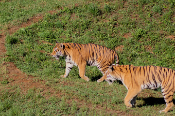 bengal tiger resting in a green meadow