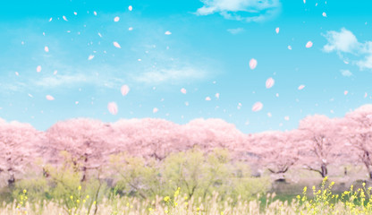 桜並木