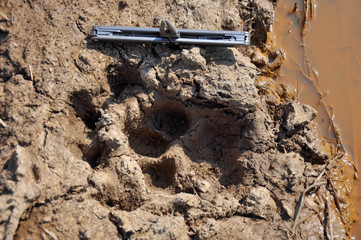 Double trail of the Amur tiger in raw clay. For scale lies an open multitool
