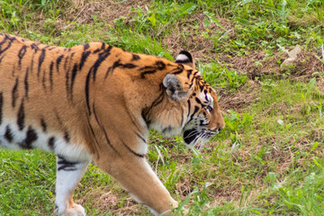 bengal tiger resting in a green meadow