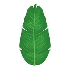 tropical leaf icon, colorful design