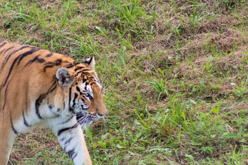 bengal tiger resting in a green meadow