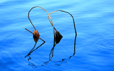 The lotus in the river, in the park in autumn