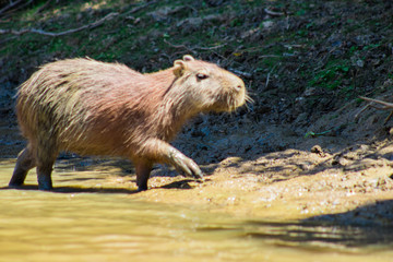 capybara in the rainforest