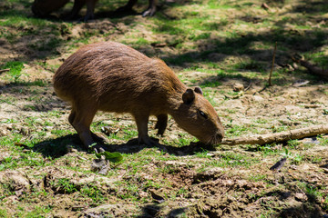 capybara in the rainforest
