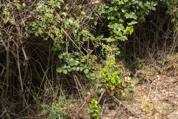 young plants in the garden