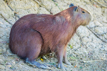 capybara in the rainforest
