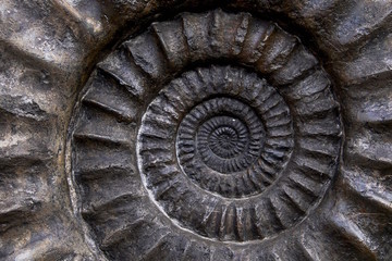 ammonit close-up textur