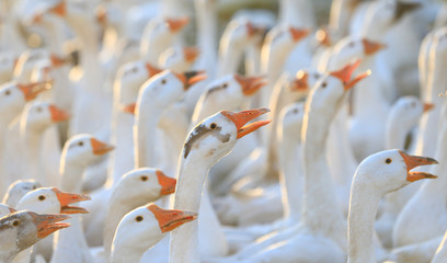 Obraz premium Many geese together, close-up photo