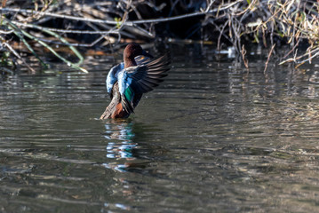 Gadwall duck uses wings to slow momentum after landing on the surface of the pond.
