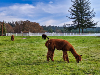 Naklejka premium Alpacas grazing in a field in Northern Washington.