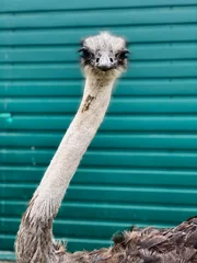 Fotobehang portrait of an ostrich © Anna
