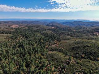 Aerial view of pine in Pine Valley during dry fall season, San Diego Country, California, USA