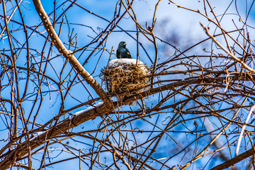 Red Wing Blackbird in the nest