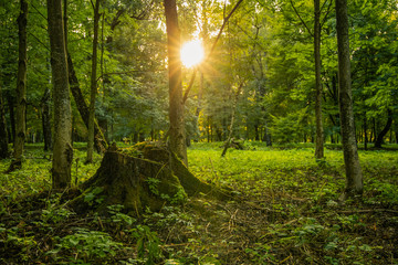 sunrise morning light in nature reserve park outdoor scenic environment with stump center of composition 
