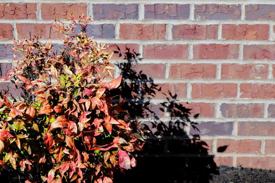 Autumnal Bush against a Brick Wall