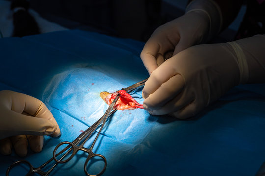 Ligation of an ovary of a cat